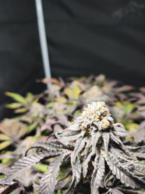 Sol vivant 15L - Ztrawberry. Week 19