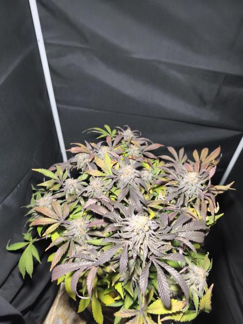 Sol vivant 15L - Ztrawberry. Week 19