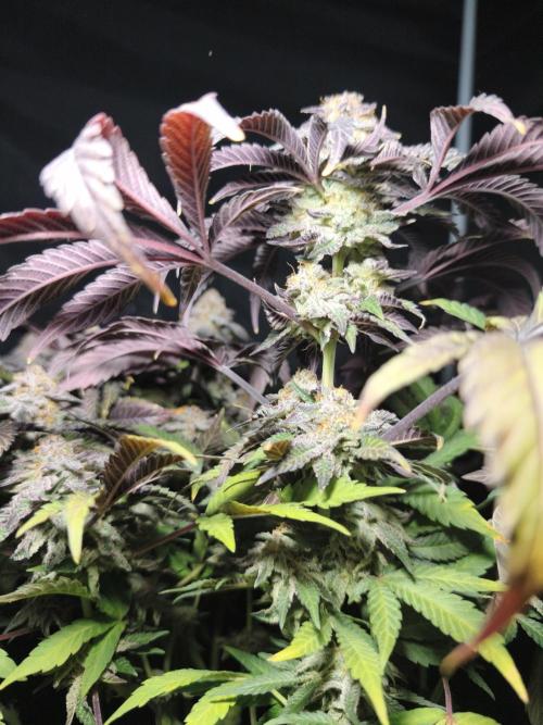 Sol vivant 15L - Ztrawberry. Week 19