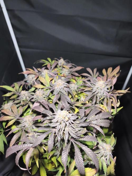 Sol vivant 15L - Ztrawberry. Week 19