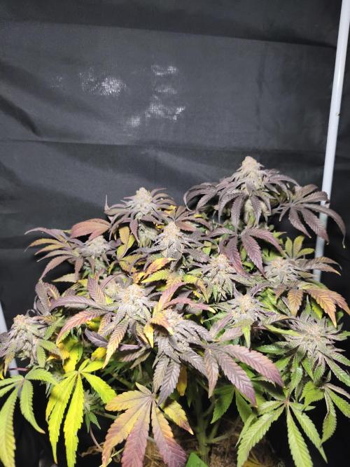 Sol vivant 15L - Ztrawberry. Week 19