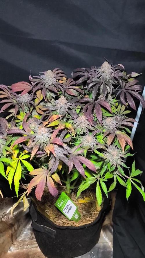 Sol vivant 15L - Ztrawberry