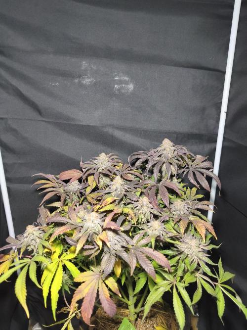 Sol vivant 15L - Ztrawberry. Week 19