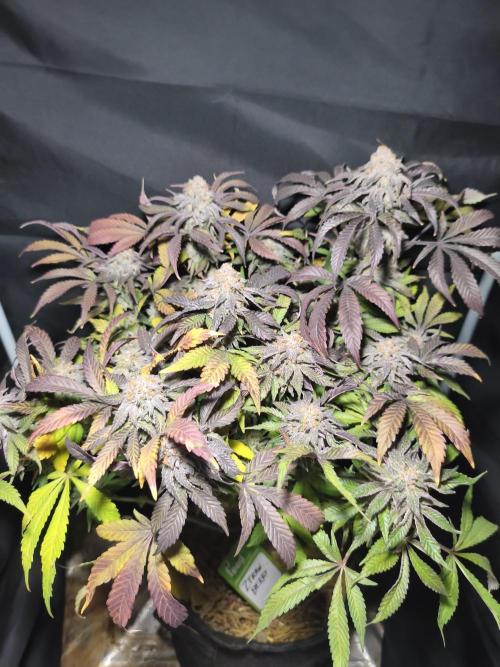 Sol vivant 15L - Ztrawberry. Week 19