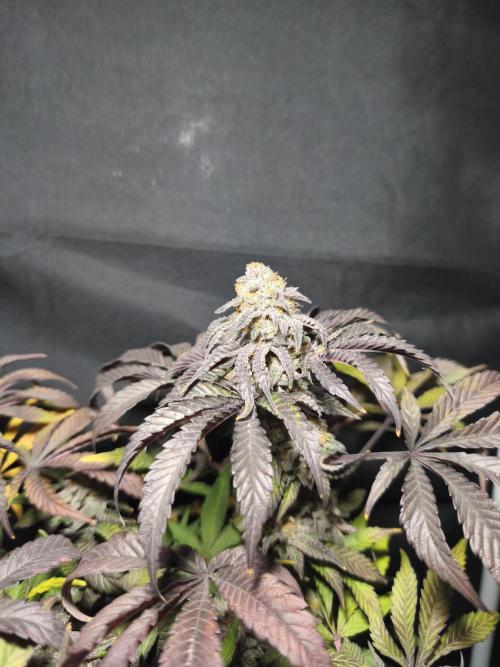 Sol vivant 15L - Ztrawberry. Week 19