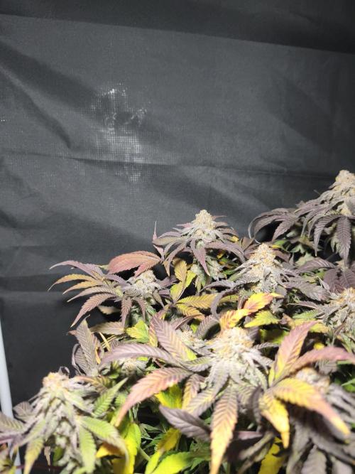 Sol vivant 15L - Ztrawberry. Week 19