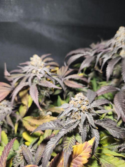 Sol vivant 15L - Ztrawberry. Week 19