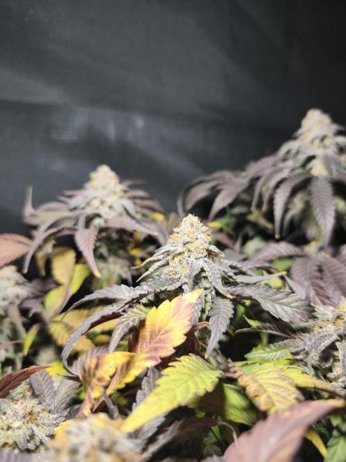 Sol vivant 15L - Ztrawberry. Week 19