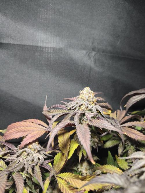 Sol vivant 15L - Ztrawberry. Week 19