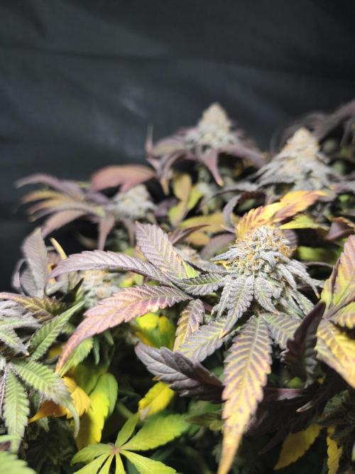 Ztrawberry. Week 19