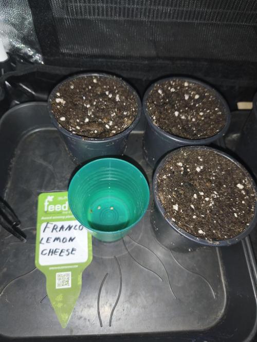 Franco Lemon Cheese - 50L Organic. Week 0 - 20/03