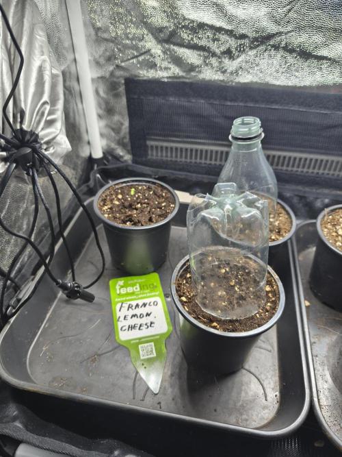 Franco Lemon Cheese - 50L Organic. Week 0 - 25/03