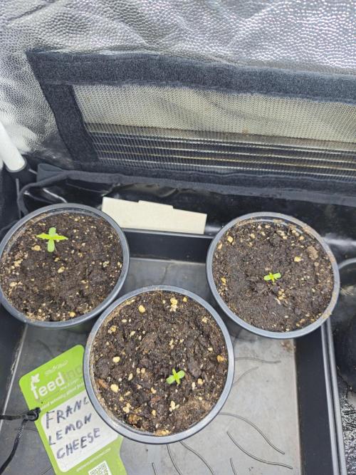 Franco Lemon Cheese - 50L Organic. Week 0 - 27/03