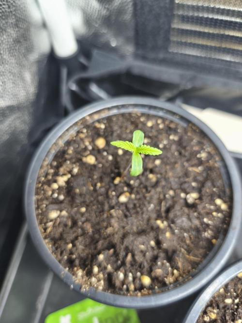 Franco Lemon Cheese - 50L Organic. Week 0 - 27/03