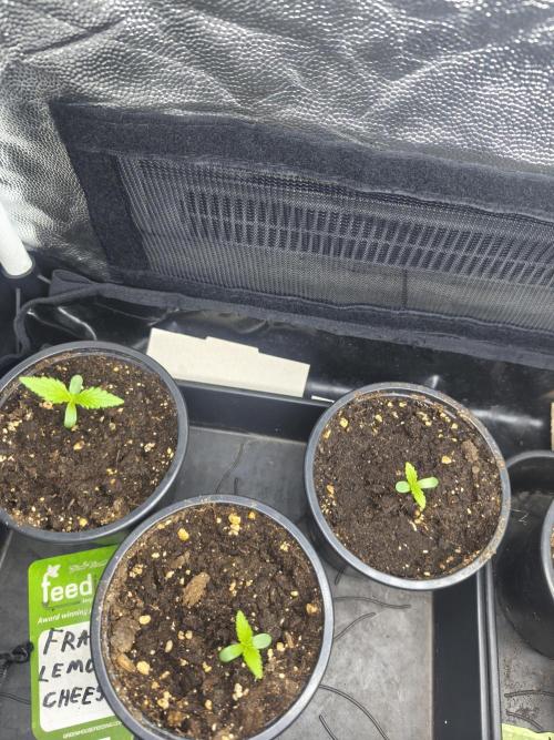 Franco Lemon Cheese - 50L Organic. Week 0 - 29/03