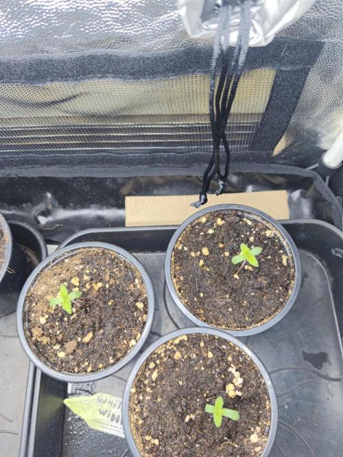White Widow - 50L Organic. Week 0 - 27/03