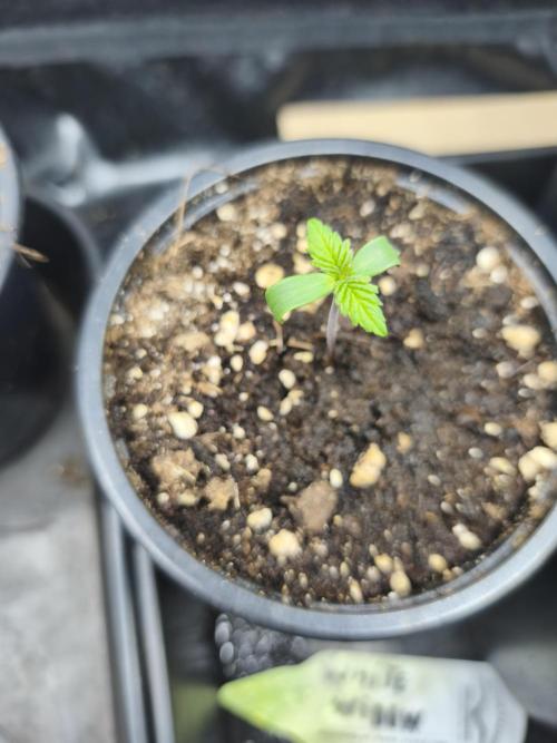 White Widow - 50L Organic. Week 0 - 27/03