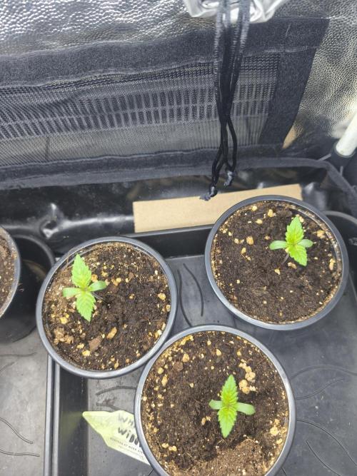 White Widow - 50L Organic. Week 0 - 29/03