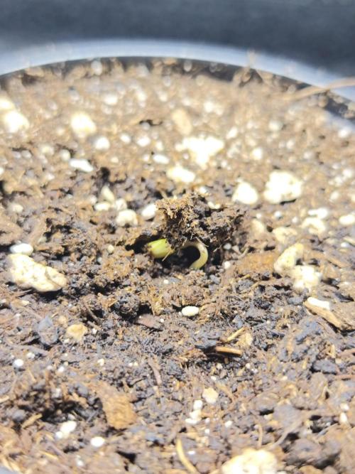 White Widow - 50L Organic. Week 0 - 24/03