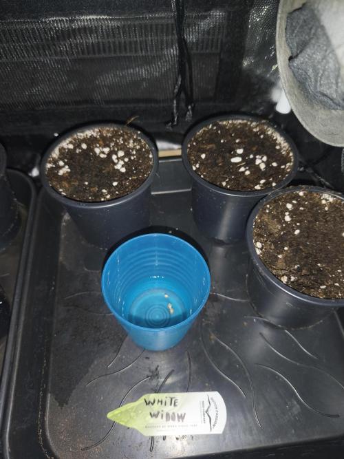 White Widow - 50L Organic. Week 0 - 20/03
