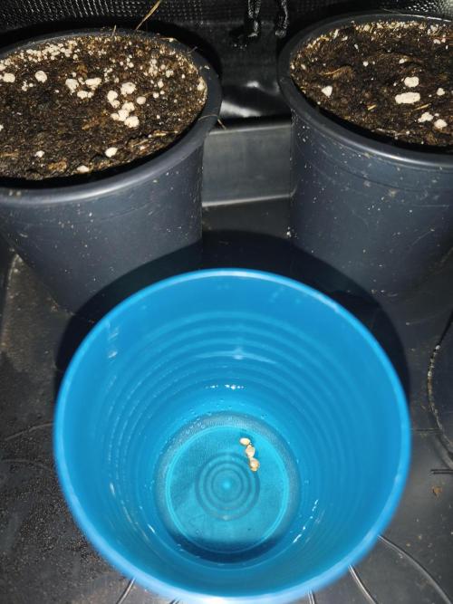 White Widow - 50L Organic. Week 0 - 20/03