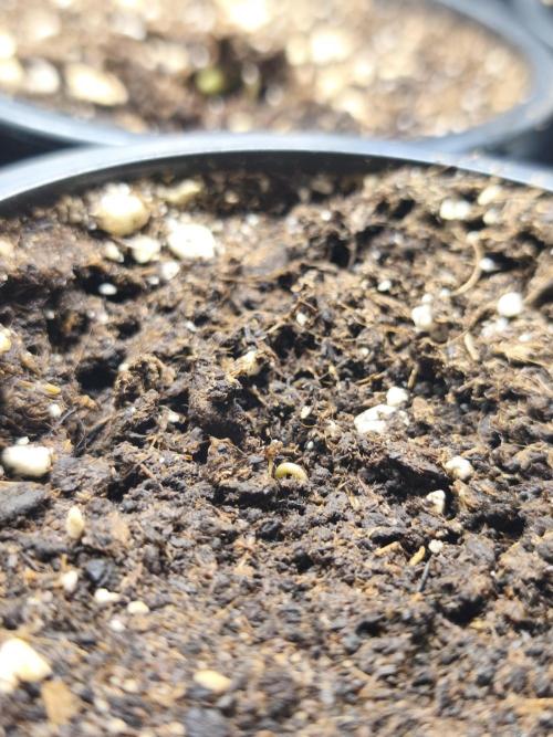 White Widow - 50L Organic. Week 0 - 24/03