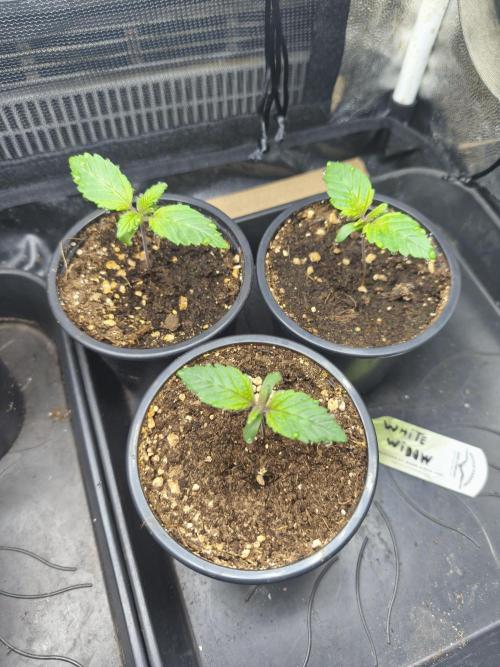 White Widow - 50L Organic. Week 1 - April 1st