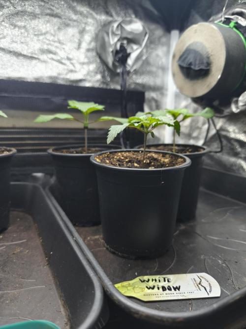 White Widow - 50L Organic. Week 1 - 5 April
