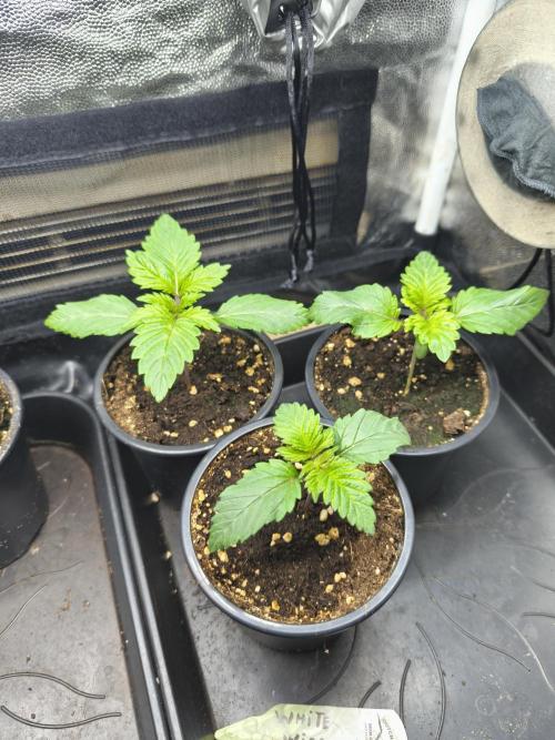 White Widow - 50L Organic. Week 1 - 5 April