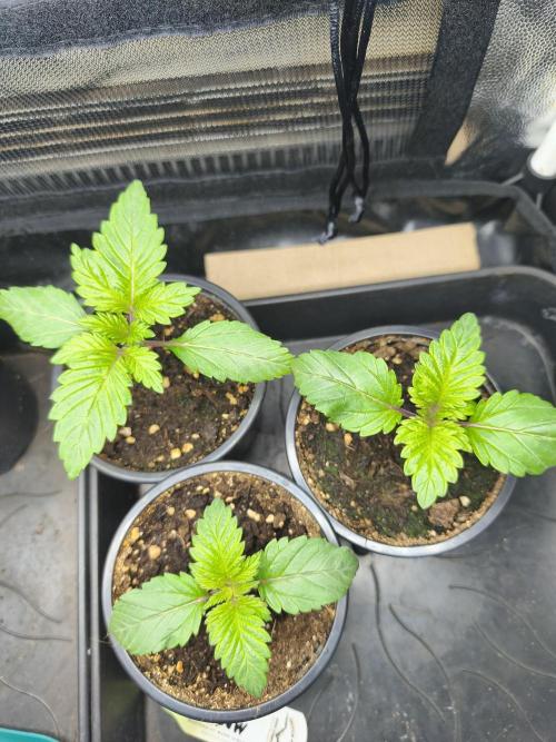 White Widow - 50L Organic. Week 1 - 5 April