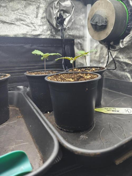 White Widow - 50L Organic. Week 1 - April 1st