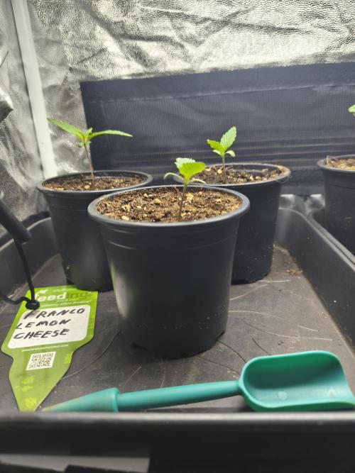 Franco Lemon Cheese - 50L Organic. Week 1 - April 1st