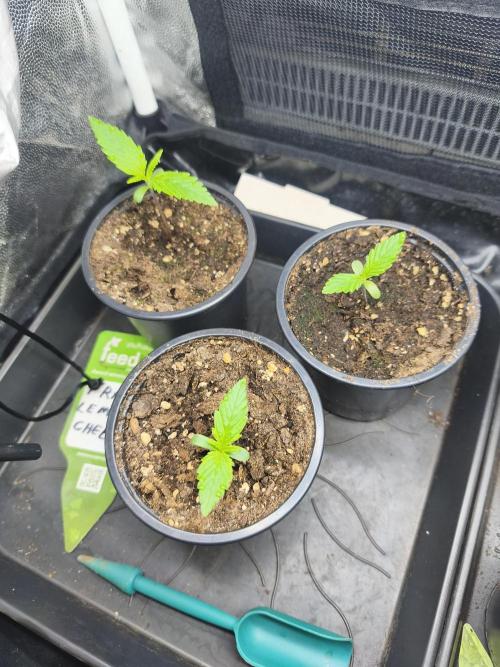 Franco Lemon Cheese - 50L Organic. Week 1 - April 1st