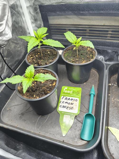 Franco Lemon Cheese - 50L Organic. Week 1 - April 5