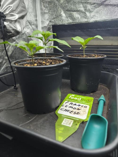 Franco Lemon Cheese - 50L Organic. Week 1 - April 5