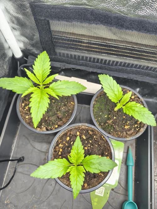 Franco Lemon Cheese - 50L Organic. Week 1 - April 5