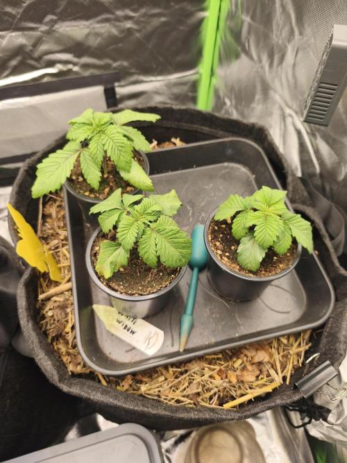 White Widow - 50L Organic. Week 2 - 10 April 