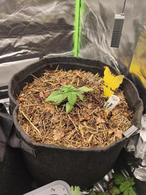White Widow - 50L Organic. Week 2 - 10 April