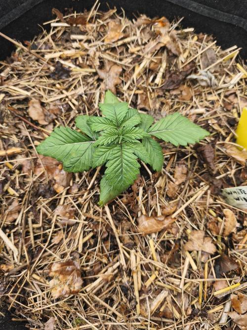 White Widow - 50L Organic. Week 2 - 10 April