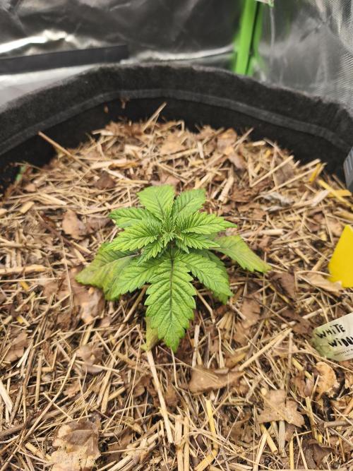 White Widow - 50L Organic. Week 2 - 12 April