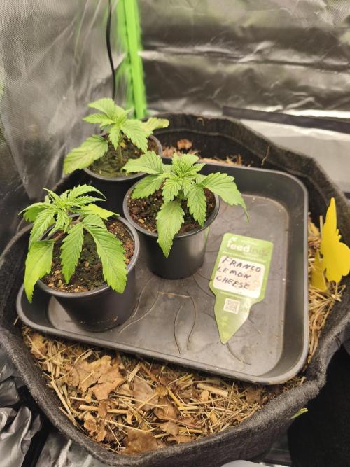 Franco Lemon Cheese - 50L Organic. Week 2 - 10 April 