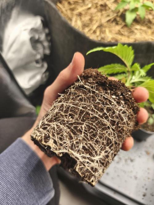 Franco Lemon Cheese - 50L Organic. Week 2