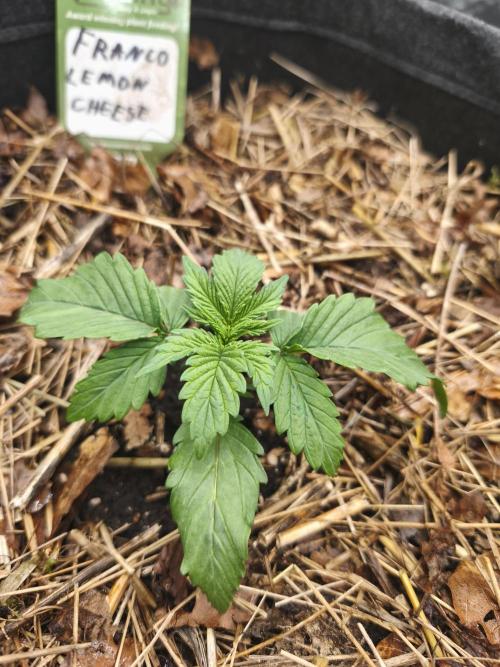 Franco Lemon Cheese - 50L Organic. Week 2