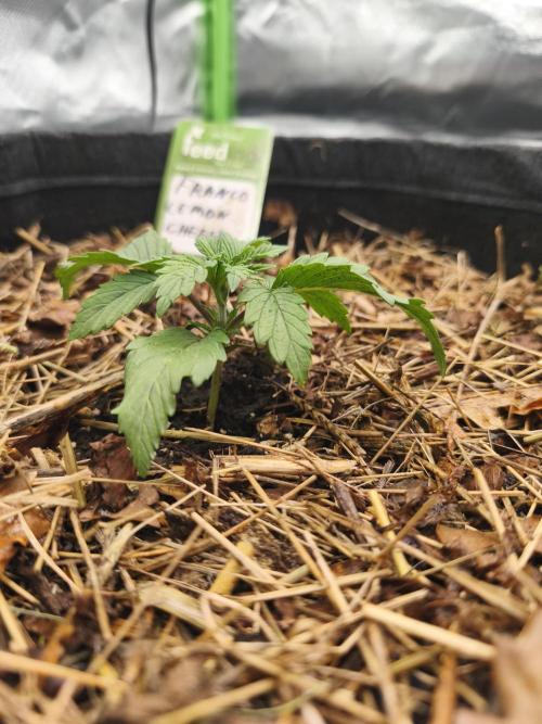 Franco Lemon Cheese - 50L Organic. Week 2 - 10 April