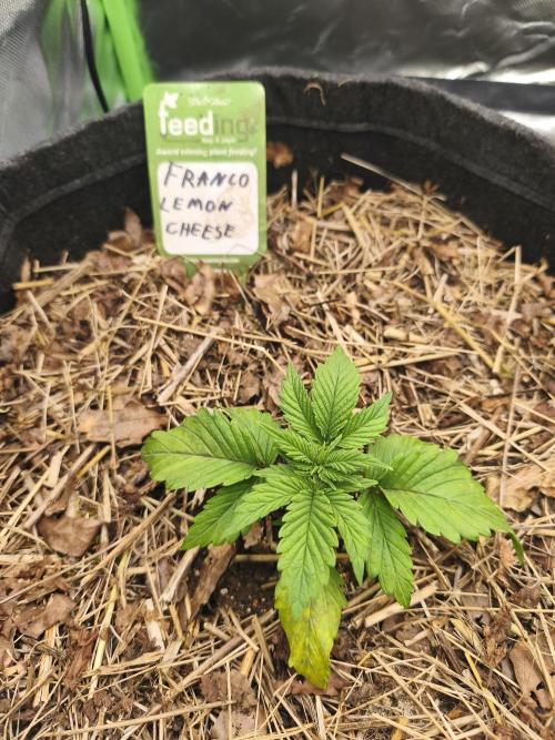 Franco Lemon Cheese - 50L Organic. Week 2 - 12 April 