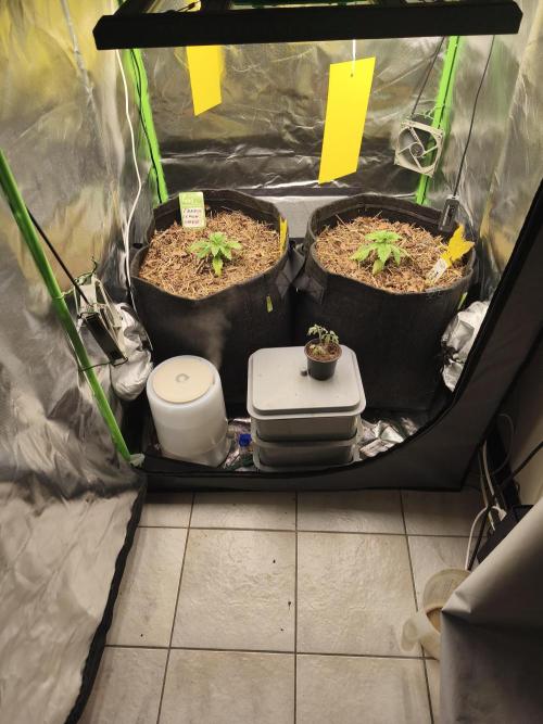 Franco Lemon Cheese - 50L Organic. Week 2 - 12 April 