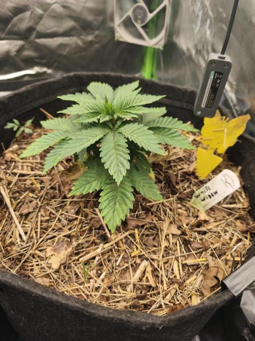 White Widow - 50L Organic. Week 3 - 19 April 