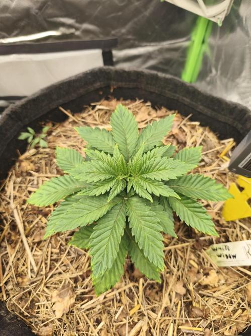 White Widow - 50L Organic. Week 3 - 19 April