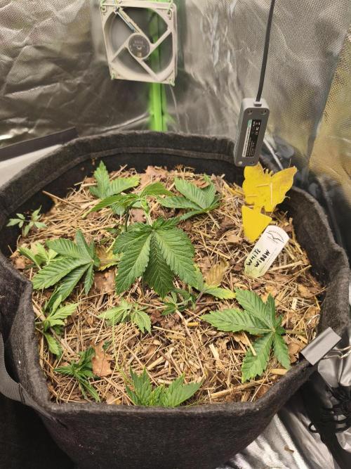 White Widow - 50L Organic. Week 3 - 19 April