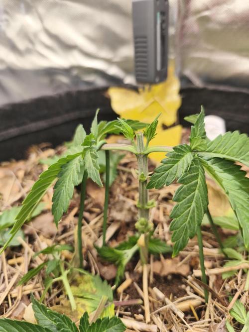 White Widow - 50L Organic. Week 3 - 19 April